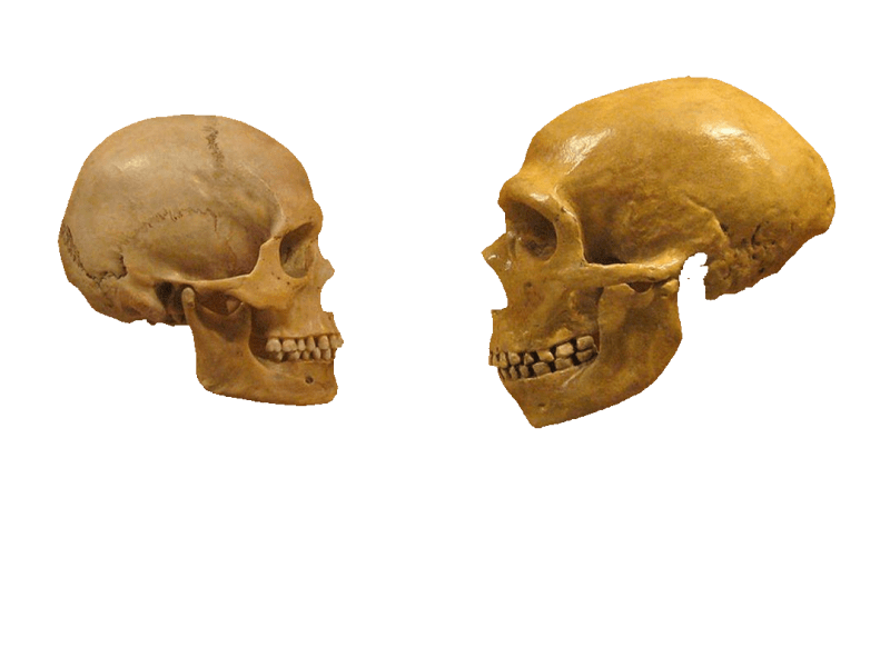 Neanderthal-Human Baby Making, Dated | Baby&nbsp;News