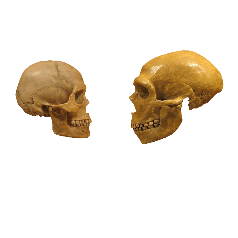 Neanderthal-Human Baby Making, Dated | Baby&nbsp;News